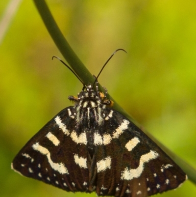 Phalaenoides tristifica (Willow-herb Day-moth) at Namadgi National Park - 29 Dec 2017 by Ilenticularis