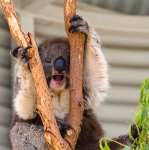 Phascolarctos cinereus at Paddys River, ACT - suppressed