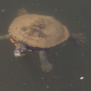 Chelodina longicollis at Paddys River, ACT - 13 Feb 2018