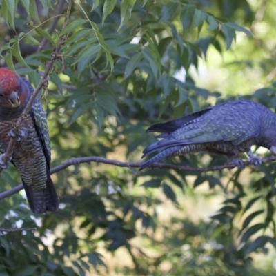 Callocephalon fimbriatum (Gang-gang Cockatoo) at Ainslie, ACT - 18 Mar 2018 by jbromilow50