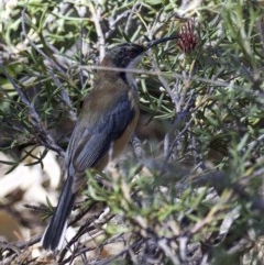 Acanthorhynchus tenuirostris (Eastern Spinebill) at ANBG - 19 Mar 2018 by jbromilow50