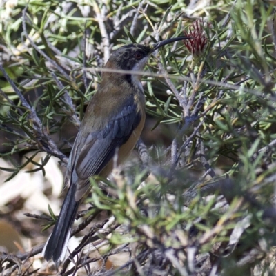 Acanthorhynchus tenuirostris (Eastern Spinebill) at Acton, ACT - 19 Mar 2018 by jb2602