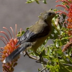 Acanthorhynchus tenuirostris (Eastern Spinebill) at ANBG - 19 Mar 2018 by jbromilow50