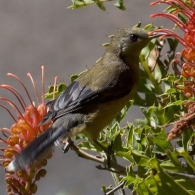 Acanthorhynchus tenuirostris (Eastern Spinebill) at Acton, ACT - 19 Mar 2018 by jb2602