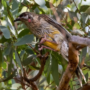 Anthochaera carunculata at Isaacs, ACT - 5 Jan 2017