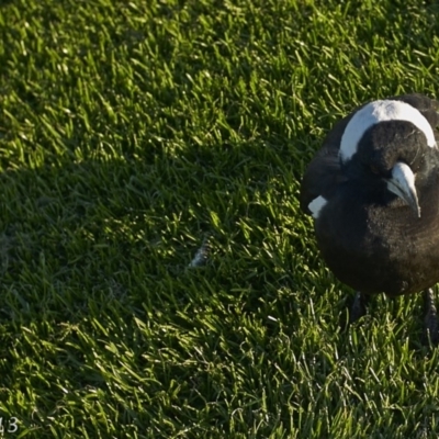 Gymnorhina tibicen (Australian Magpie) at Capital Hill, ACT - 18 May 2013 by Ilenticularis