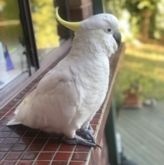 Cacatua galerita (Sulphur-crested Cockatoo) at Kambah, ACT - 16 Jan 2018 by jimmythefish