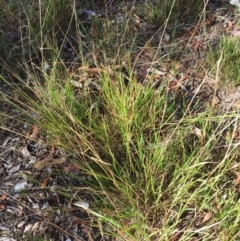 Microlaena stipoides (Weeping Grass) at Red Hill to Yarralumla Creek - 19 Mar 2018 by ruthkerruish