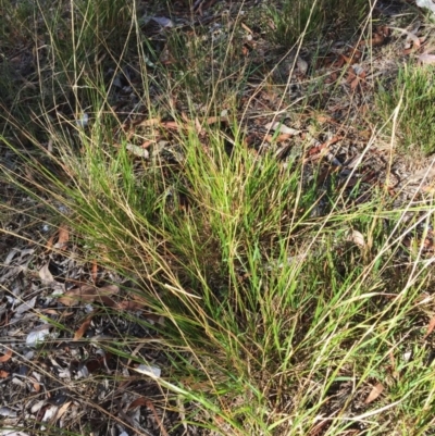 Microlaena stipoides (Weeping Grass) at Hughes Garran Woodland - 19 Mar 2018 by ruthkerruish