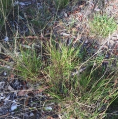 Microlaena stipoides at Garran, ACT - 20 Mar 2018 09:49 AM