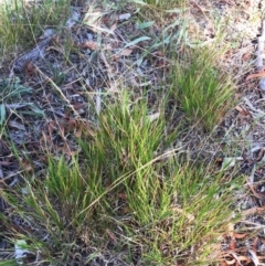 Microlaena stipoides at Garran, ACT - 20 Mar 2018