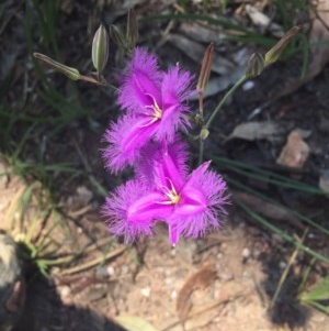 Thysanotus tuberosus subsp. tuberosus at Aranda, ACT - 24 Nov 2017