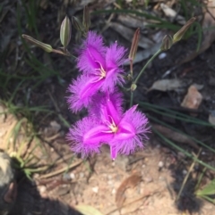 Thysanotus tuberosus subsp. tuberosus (Common Fringe-lily) at Aranda, ACT - 23 Nov 2017 by jaf