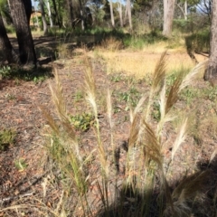 Austrostipa densiflora (Foxtail Speargrass) at Aranda, ACT - 3 Dec 2016 by jaf
