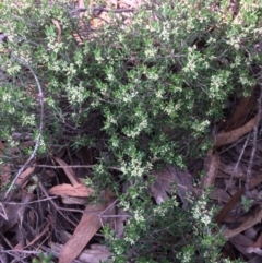 Monotoca scoparia (Broom Heath) at Captains Flat, NSW - 12 Mar 2018 by alexwatt