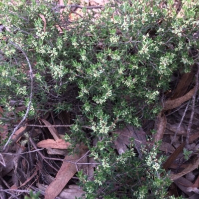 Monotoca scoparia (Broom Heath) at QPRC LGA - 12 Mar 2018 by alex_watt