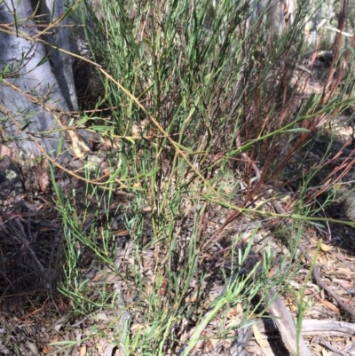 Daviesia leptophylla (Slender Bitter Pea) at Yanununbeyan State Conservation Area - 12 Mar 2018 by alex_watt