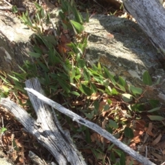 Hardenbergia violacea (False Sarsaparilla) at QPRC LGA - 12 Mar 2018 by alex_watt