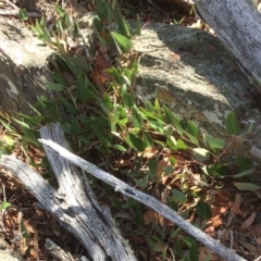 Hardenbergia violacea (False Sarsaparilla) at Captains Flat, NSW - 12 Mar 2018 by alexwatt