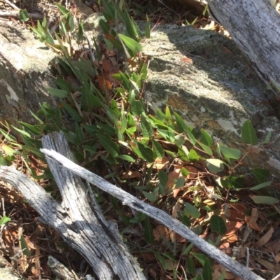 Hardenbergia violacea (False Sarsaparilla) at Captains Flat, NSW - 12 Mar 2018 by alexwatt