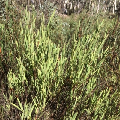 Daviesia mimosoides (Bitter Pea) at QPRC LGA - 12 Mar 2018 by alex_watt