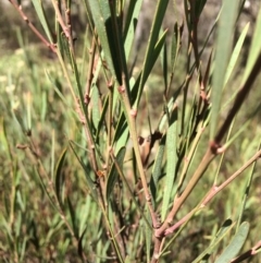 Daviesia mimosoides at Captains Flat, NSW - 12 Mar 2018 11:05 AM