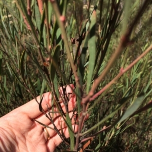 Daviesia mimosoides at Captains Flat, NSW - 12 Mar 2018 11:05 AM