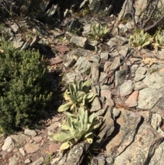 Verbascum thapsus subsp. thapsus (Great Mullein, Aaron's Rod) at QPRC LGA - 12 Mar 2018 by alex_watt