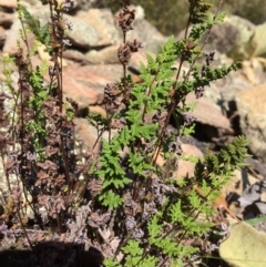 Cheilanthes sieberi (Rock Fern) at QPRC LGA - 12 Mar 2018 by alex_watt