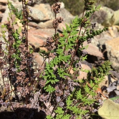 Cheilanthes sieberi (Rock Fern) at Captains Flat, NSW - 12 Mar 2018 by alex_watt