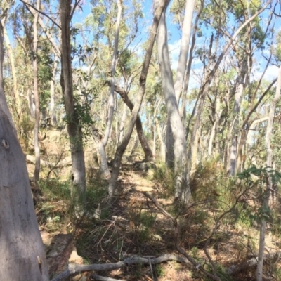 Eucalyptus rossii (Inland Scribbly Gum) at Captains Flat, NSW - 12 Mar 2018 by alexwatt