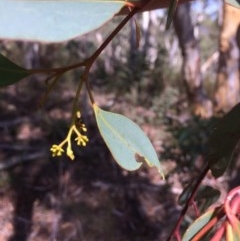 Eucalyptus rossii at Captains Flat, NSW - 12 Mar 2018 11:30 AM