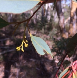 Eucalyptus rossii at Captains Flat, NSW - 12 Mar 2018