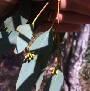 Eucalyptus rossii at Captains Flat, NSW - 12 Mar 2018 11:30 AM