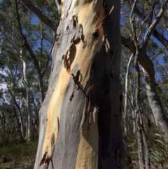 Eucalyptus rossii at Captains Flat, NSW - 12 Mar 2018 11:30 AM