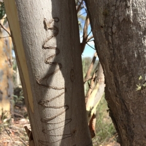 Eucalyptus rossii at Captains Flat, NSW - 12 Mar 2018 11:30 AM