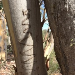 Eucalyptus rossii at Captains Flat, NSW - 12 Mar 2018