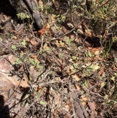 Hibbertia obtusifolia (Grey Guinea-flower) at Captains Flat, NSW - 12 Mar 2018 by alexwatt