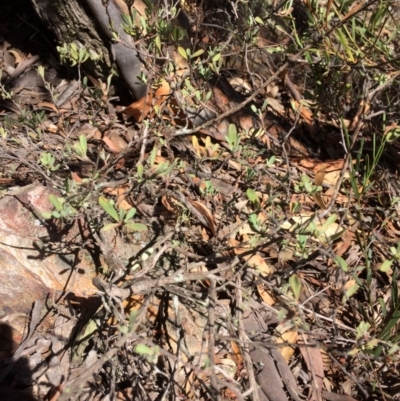 Hibbertia obtusifolia (Grey Guinea-flower) at Captains Flat, NSW - 12 Mar 2018 by alexwatt