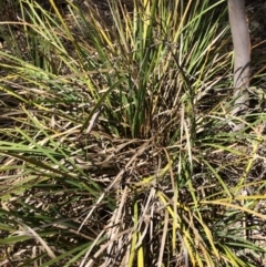 Lomandra longifolia (Spiny-headed Mat-rush, Honey Reed) at Captains Flat, NSW - 12 Mar 2018 by alexwatt