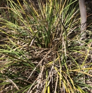 Lomandra longifolia at Captains Flat, NSW - 12 Mar 2018