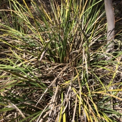 Lomandra longifolia (Spiny-headed Mat-rush, Honey Reed) at Captains Flat, NSW - 12 Mar 2018 by alexwatt