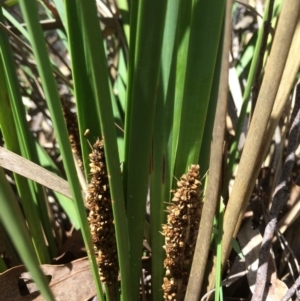 Lomandra longifolia at Captains Flat, NSW - 12 Mar 2018