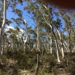 Eucalyptus mannifera subsp. mannifera (Brittle Gum) at Captains Flat, NSW - 12 Mar 2018 by alex_watt