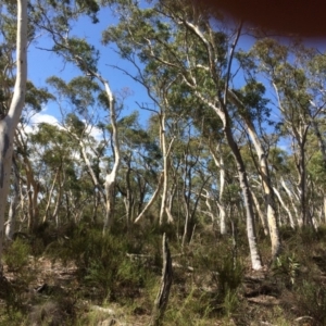 Eucalyptus mannifera subsp. mannifera at Yanununbeyan State Conservation Area - 12 Mar 2018