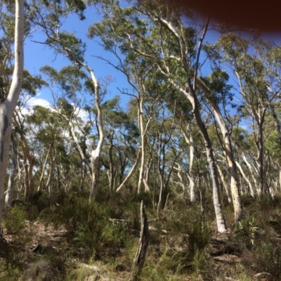 Eucalyptus mannifera subsp. mannifera (Brittle Gum) at QPRC LGA - 12 Mar 2018 by alexwatt