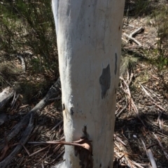 Eucalyptus mannifera subsp. mannifera at Captains Flat, NSW - 12 Mar 2018