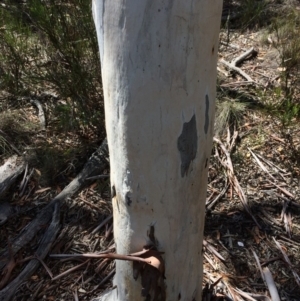 Eucalyptus mannifera subsp. mannifera at Yanununbeyan State Conservation Area - 12 Mar 2018