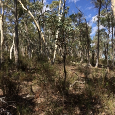 Acacia rubida (Red-stemmed Wattle, Red-leaved Wattle) at Captains Flat, NSW - 12 Mar 2018 by alex_watt