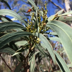 Acacia rubida at Captains Flat, NSW - 12 Mar 2018